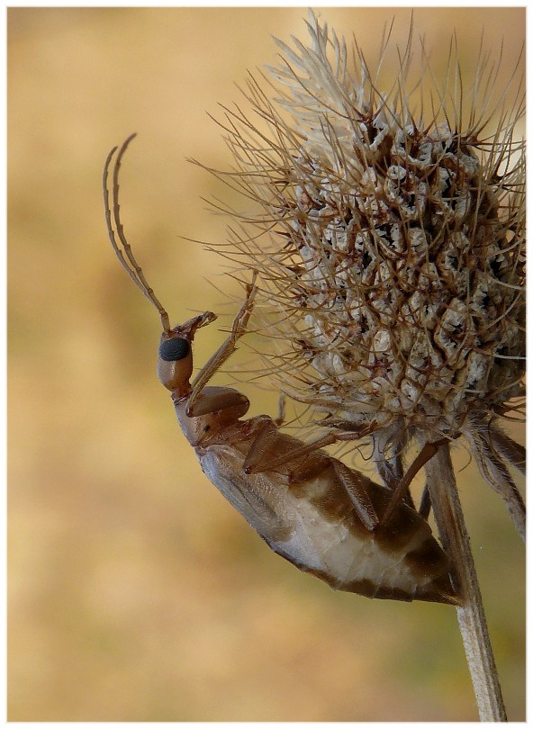 Da classificare: Vesperus luridus, femmina